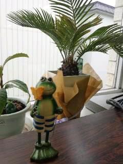 20110528_kaeru.jpg