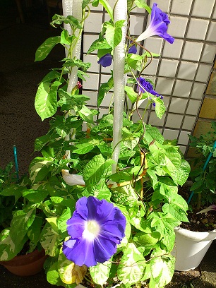 20110806_asagao.jpg
